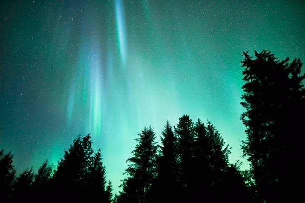 スプルースツリーのシルエットを持つオーロラ - star shape sky star aurora borealis ストックフォトと画像