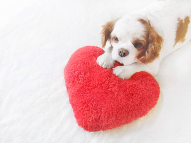 istock Heart cushion and dog 1171866796