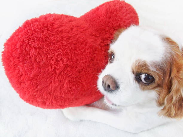 istock Heart cushion and dog 1171866797
