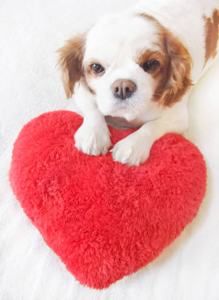 istock Heart cushion and dog 1171866806
