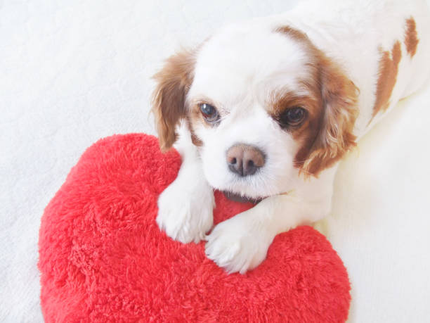istock Heart cushion and dog 1171866810