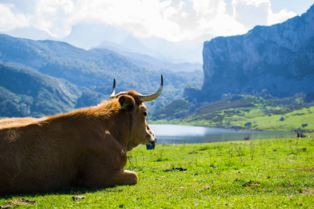 retrato de una vaca marrón relajándose en un prado verde en el lago enol, lagos de covadonga, asturias, españa - mountain famous place livestock herd fotografías e imágenes de stock