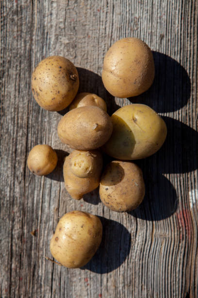 istock New and fresh potatoes on an old tree trunk 1171867667