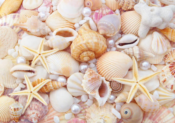 istock Seashells, pearls and starfishes 1171868915