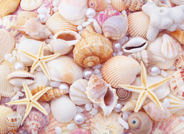 istock Seashells, pearls and starfishes 1171868964
