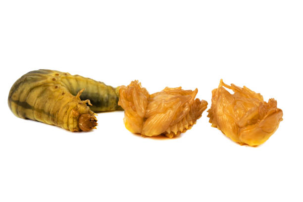 istock Larva of dung beetle 1171869858