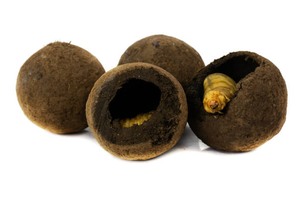 istock Larva of dung beetle 1171869873