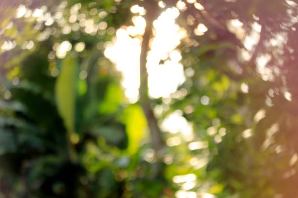 istock Blurred and defocused effect spring concept for design. 1171870183