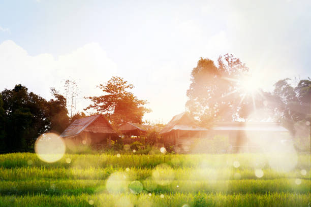 Sunrise and bokeh over paddy rice field and farmer home stay, Chiang mai,Thailand. Paddy field farming and  home stay at sunrise.
