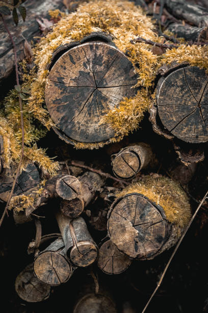 os troncos overgrown, mossy, picados de madeira empilhou acima a criação de testes padrões circulares. - wood circular saw dirty old - fotografias e filmes do acervo
