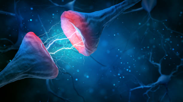 illustrazione di sinapsi e neurone su sfondo blu. - sistema nervoso umano foto e immagini stock