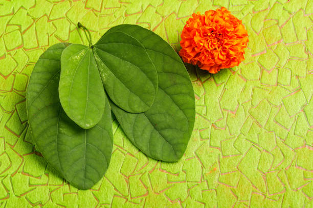 istock Indian Festival Dussehra, Green Leaf 1171872517