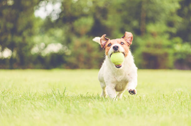 zabawny pies pobiera piłkę tenisową w ustach biegnącą na trawniku podwórku - dog park retrieving humor zdjęcia i obrazy z banku zdjęć