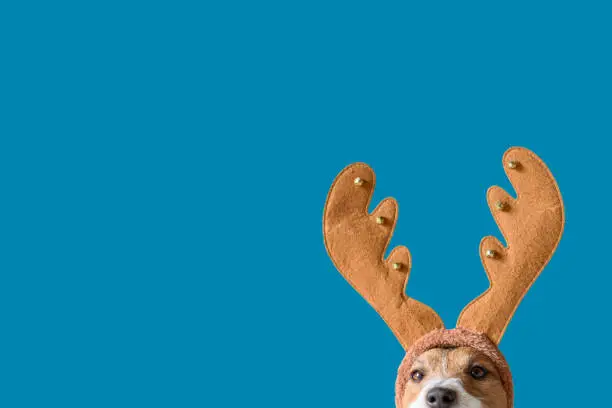 Photo of Dog wearing headband with Christmas reindeer antlers against solid color background