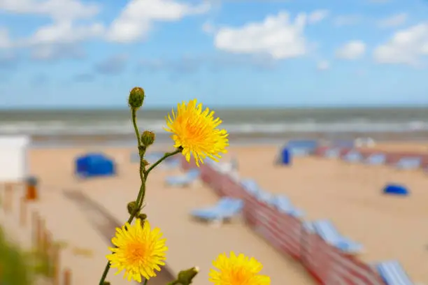 Coastline at the famous holiday resort of De Haan, Belgium. Dandelion in front.