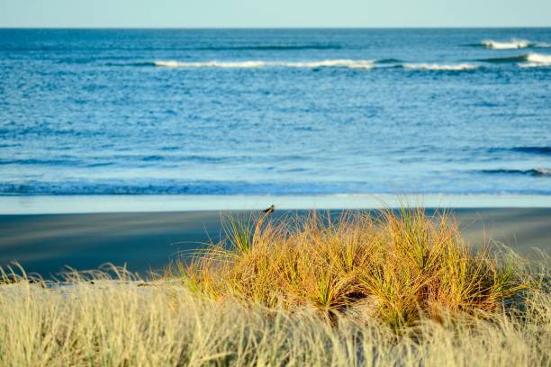 sand dunes next to the seashore; the narrow but precious bands of sand that lie between the land and the sea. sand dunes are natural habitats for many native species. - surf turf imagens e fotografias de stock