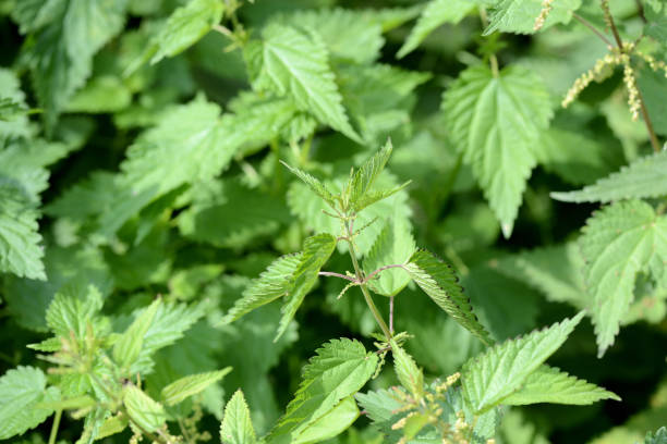 istock Green nettle in the summer yard close up 1171873876