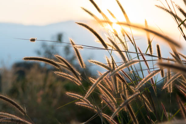 istock Blurry grass on a background of a field