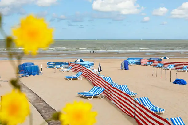 Coastline at the famous holiday resort of De Haan, Belgium. Dandelion in front.