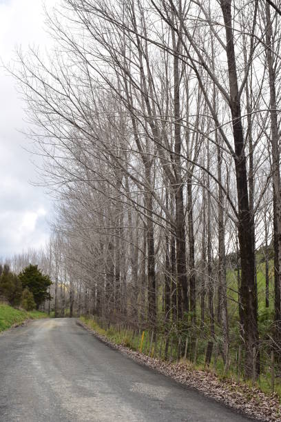 istock Cold Overcast Day In Countryside 1171874492