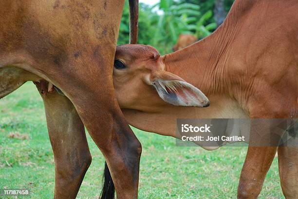 Vitello Bere Latte Materno In Vietnam - Fotografie stock e altre immagini di Accudire - Accudire, Alimentazione sana, Allattare - Mondo animale