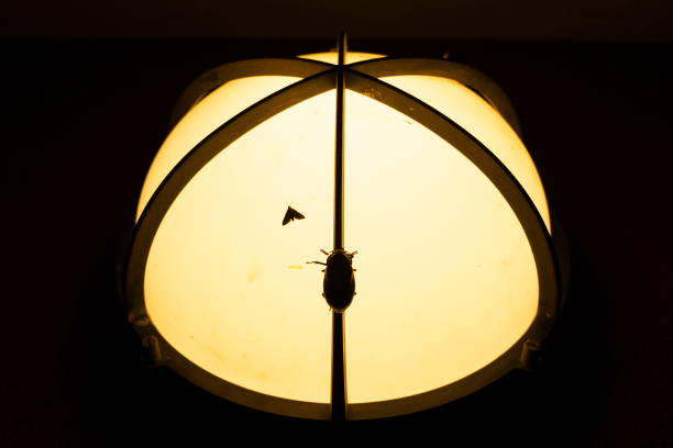 Beetle and moth perch on a lamp at night.