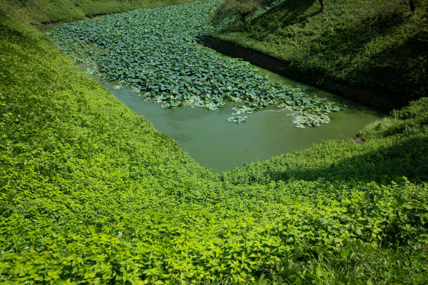 Moat, called Ushigafuchi in Tokyo, Japan, covered with green plant in summer.