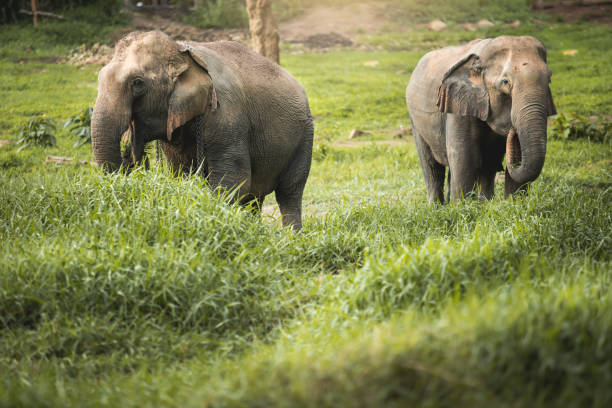 istock Wild elephant in the beautiful forest in Thailand 1171875587
