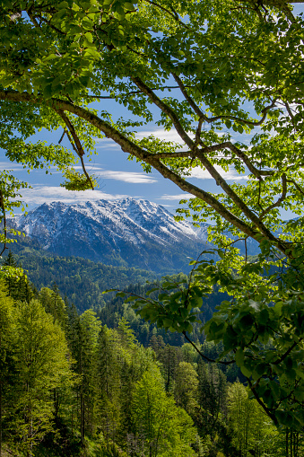 snow covered mountain range , named Ötscher, in lower Austria with a lush forest in the foreground