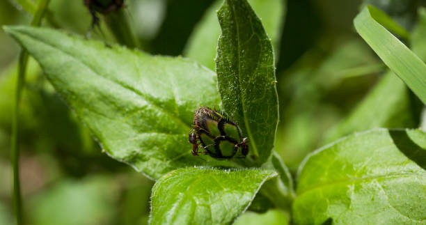 istock ant on a closed flower bud 1171875791