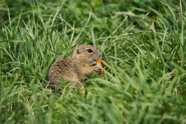 istock European ground squirrel with carrot 1171876681