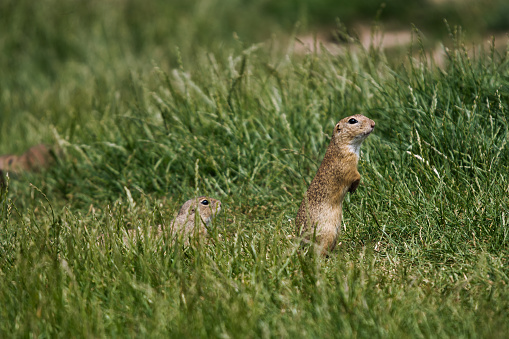 Muránska planina National Park.\nThe European ground squirrel is about the size of a brown rat, with an adult measuring 20 to 23 cm (8 to 9 in) and a weight of 240 to 340 g. It has a slender build with a short bushy tail. The short dense fur is yellowish-grey, tinged with red, with a few indistinct pale and dark spots on the back. The underside is pale with a sandy-coloured abdomen. The large dark eyes are placed high on the head and the small, rounded ears are hidden in the fur.  The legs are powerful with sharp claws well adapted for digging. Males are slightly larger than females otherwise they look alike.
