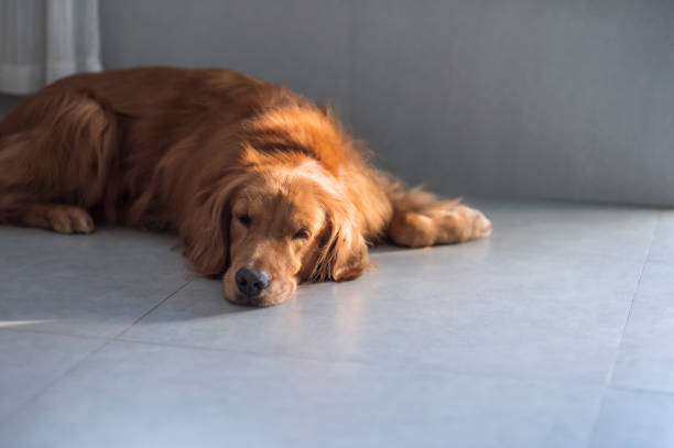 istock Golden retriever squatting on the floor 1171876931