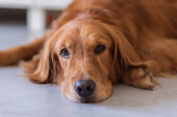 istock Golden retriever squatting on the floor 1171876935