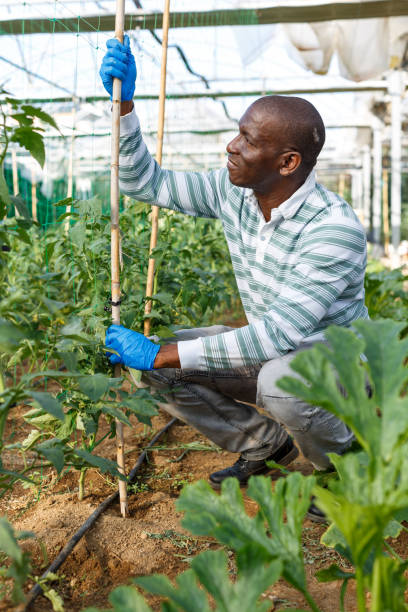 istock Male worker tying up tomato plants 1171877084
