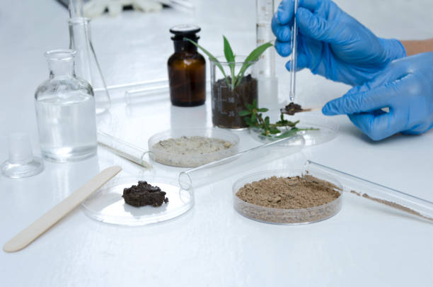 istock Laboratory assistant working with plants, different kinds of soil and sand, testing and analyzing results 1171877488