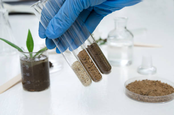 Laboratory assistant holding glass tubes of sand, black soil and clay befor testing them Laboratory assistant working with plants, different kinds of soil and sand, testing and analyzing results medical sample stock pictures, royalty-free photos & images
