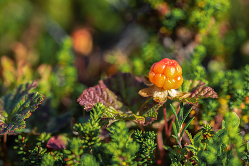 Bright orange cloudberry on a background of green leaves in the forest