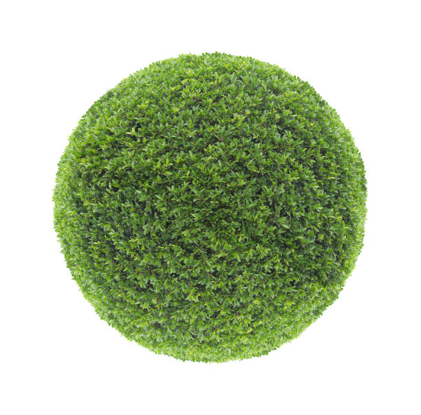 Circle shape clipped topiary bush isolated on white background for formal Japanese and English style artistic design garden object