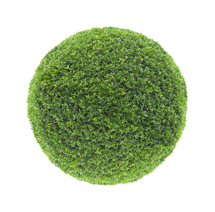 Circle shape clipped topiary bush isolated on white background for formal Japanese and English style artistic design garden