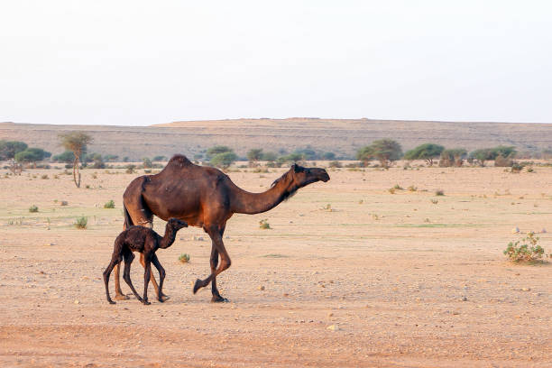 madre cammello e il suo vitello appena nato nel deserto - united arab emirates liwa desert saudi arabia arabia foto e immagini stock