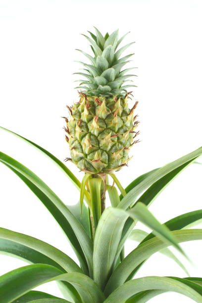 istock fresh pineapple fruit on a pineapple plant (Ananas comosus) closeup 1171879851