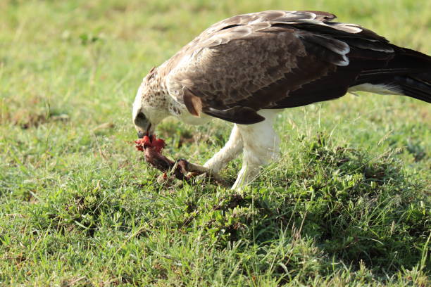 istock Eagle feeding on its prey, Masai Mara National Park, Kenya. 1171885288