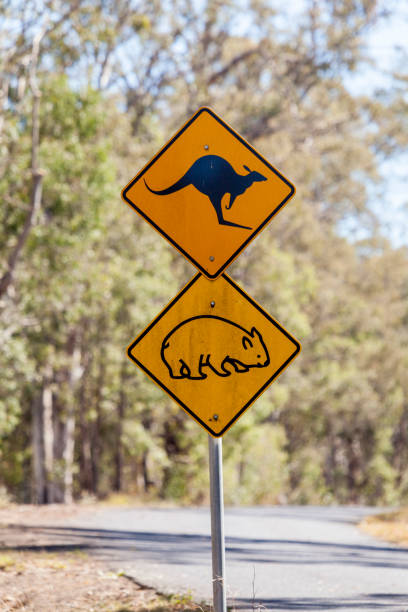 istock Wildlife road sign, Australia 1171885439