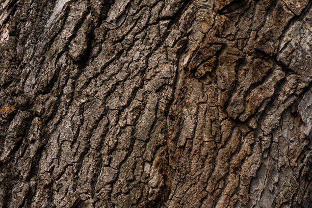 istock The texture of poplar bark closeup 1171886498