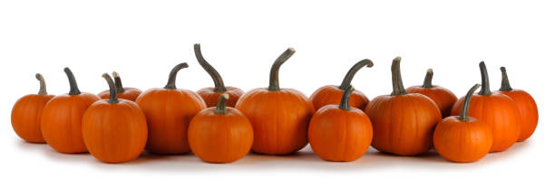 istock Pumpkins in a row on white background 1171886647