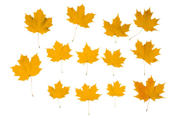 istock Orange autumn maple leaves 1171886649
