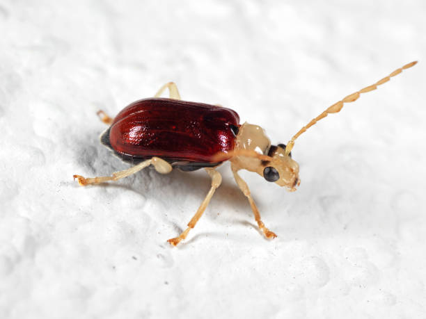 istock Macro Photo of Beetle on White Floor 1171887026