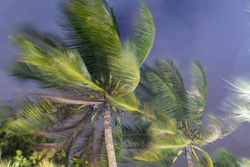Leaves of palm coconut trees on a farm, with a low angle view of palm trees against a blue sky