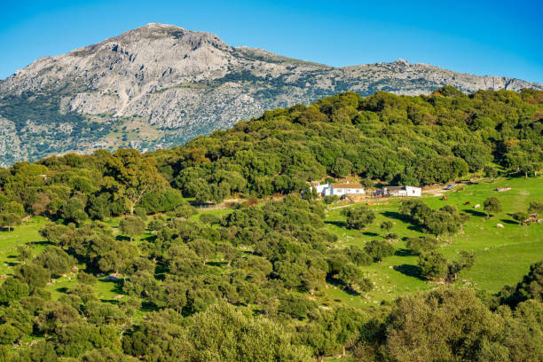 landscape near ubrique, cadiz. spain, andalusia in the park of alcornocales - ubrique imagens e fotografias de stock